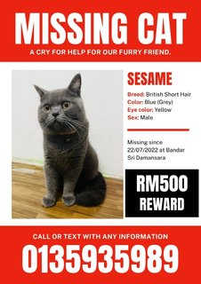 Sesame - British Shorthair Cat