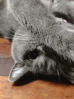 Sesame - British Shorthair Cat