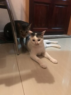 Putih &amp; Hitam - Domestic Short Hair Cat