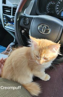 Creampuff &amp; Cheesecake  - Domestic Medium Hair + Maine Coon Cat