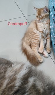 Creampuff &amp; Cheesecake  - Domestic Medium Hair + Maine Coon Cat