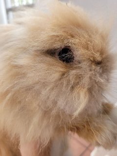 Cookie - Holland Lop + Lionhead Rabbit