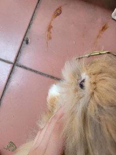 Cookie - Holland Lop + Lionhead Rabbit