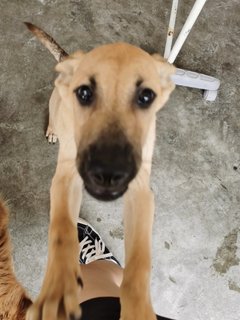 San - Labrador Retriever + Husky Dog