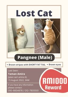 Pangnee - Domestic Short Hair Cat