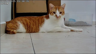 Pangnee - Domestic Short Hair Cat