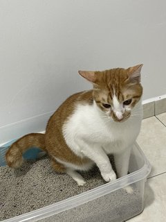 Pangnee - Domestic Short Hair Cat