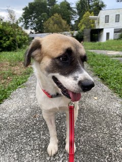 Becca🧡 - Mixed Breed Dog