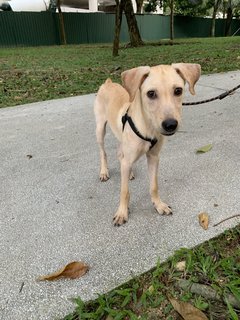 Mason - Mixed Breed Dog