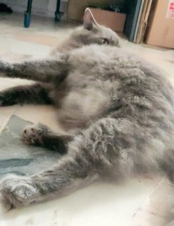 Grey - British Shorthair + Domestic Long Hair Cat