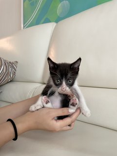 Belle - Domestic Short Hair + Tuxedo Cat