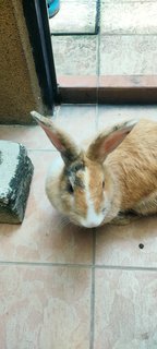 Bobbie  - Harlequin Rabbit