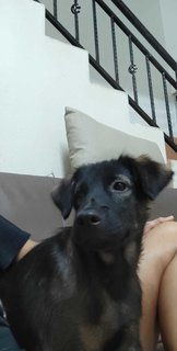 Female Puppy Cora - Mixed Breed Dog