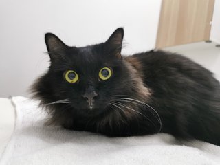 Ondal + Miro - Domestic Short Hair Cat