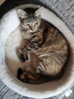 Rara's - Tabby + Domestic Medium Hair Cat