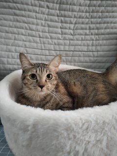 Rara's - Tabby + Domestic Medium Hair Cat