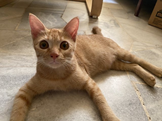 Baby - Domestic Short Hair Cat