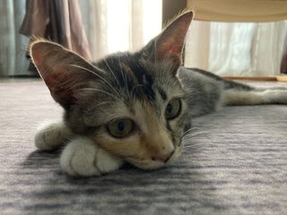 Jojie - Domestic Short Hair Cat