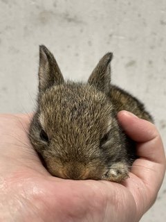 Bunny001 - Lionhead + Angora Rabbit Rabbit