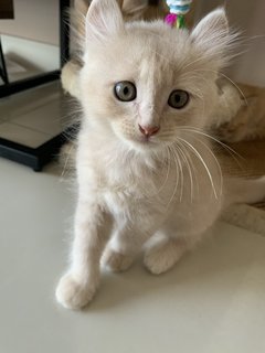 Fumio - American Curl + Persian Cat