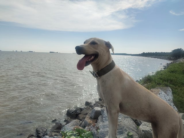 Gingerb - Labrador Retriever Mix Dog