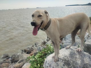 Gingerb - Labrador Retriever Mix Dog