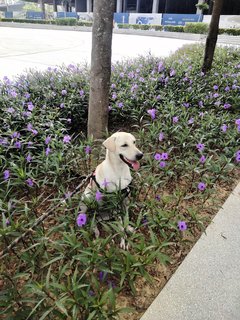 Gingerb - Labrador Retriever Mix Dog