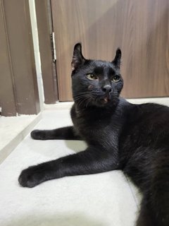 Blackie - American Curl + Domestic Short Hair Cat