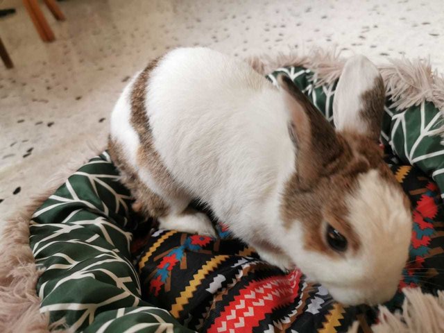 Labbit - Netherland Dwarf Rabbit