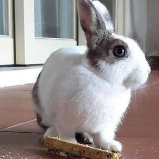 Labbit - Netherland Dwarf Rabbit