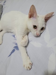 Cream 🍦 - Domestic Short Hair Cat