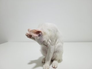 Cream 🍦 - Domestic Short Hair Cat