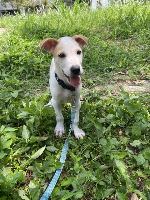 Benji  - Mixed Breed Dog