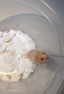 Piko - Syrian / Golden Hamster Hamster