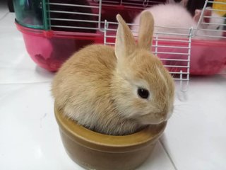 Teddy Bear Rabbits - Netherland Dwarf Rabbit