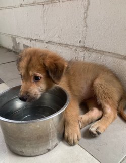 Coco, 2 Months Female Mixed Breed Puppy - Mixed Breed Dog