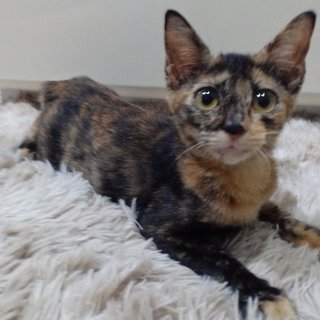 Pebble - Tortoiseshell + Domestic Medium Hair Cat