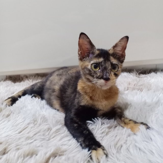 Pebble - Tortoiseshell + Domestic Medium Hair Cat