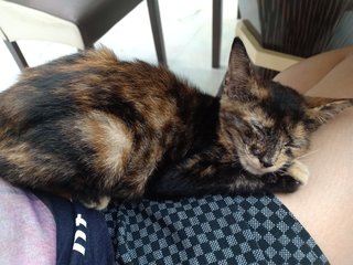 Pebble - Tortoiseshell + Domestic Medium Hair Cat