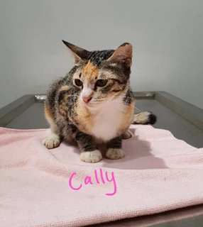 Cally, Cookie, Creamo, Ally - Domestic Short Hair Cat