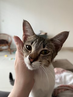 Kimchi - Domestic Short Hair Cat