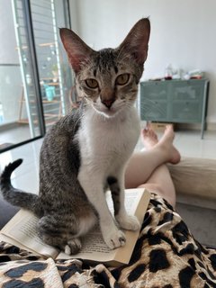 Kimchi - Domestic Short Hair Cat