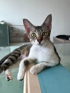 Kimchi - Domestic Short Hair Cat