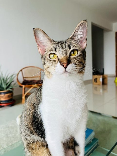 Kimchi - Domestic Short Hair Cat