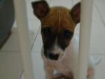 Munchkins - Mixed Breed Dog