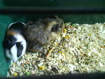 Kochi And Nichi - Guinea Pig Small & Furry