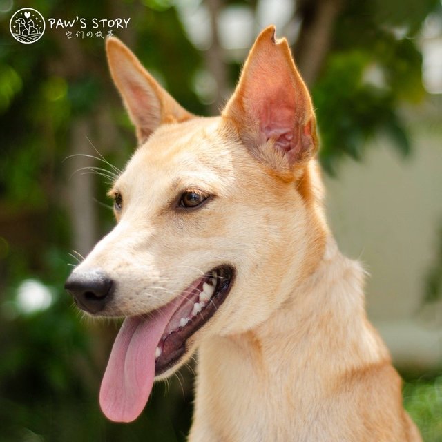 Podengo Portugueso Mix Puppy Adopted - 1 Year 4 Months, Love from Shah ...