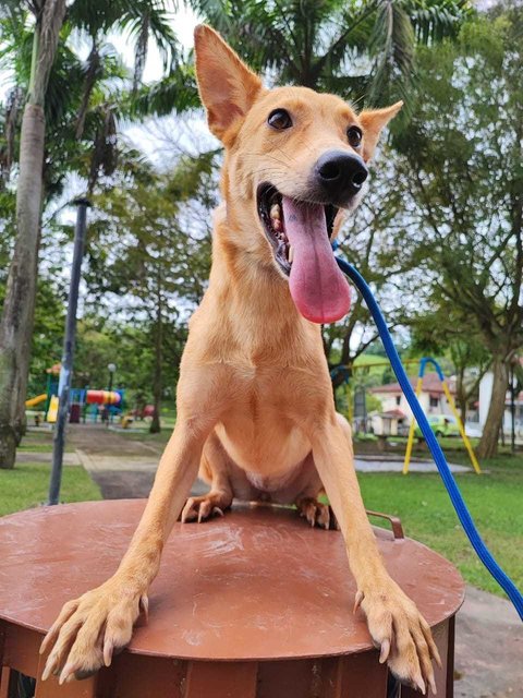 Lenny - Basenji Mix Dog