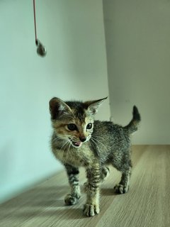 Mumu - Domestic Short Hair Cat