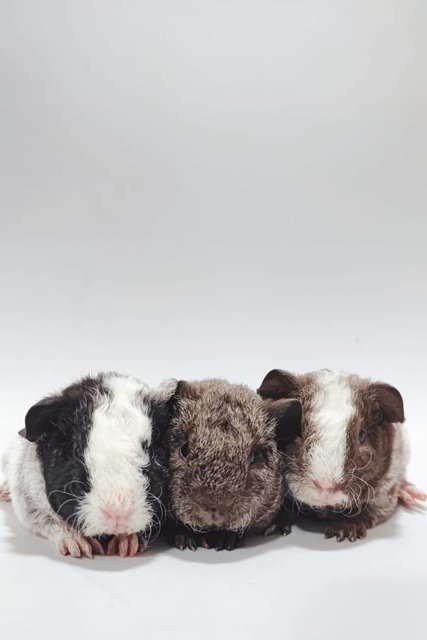 Teddy Guinea Pigs  - Guinea Pig Small & Furry